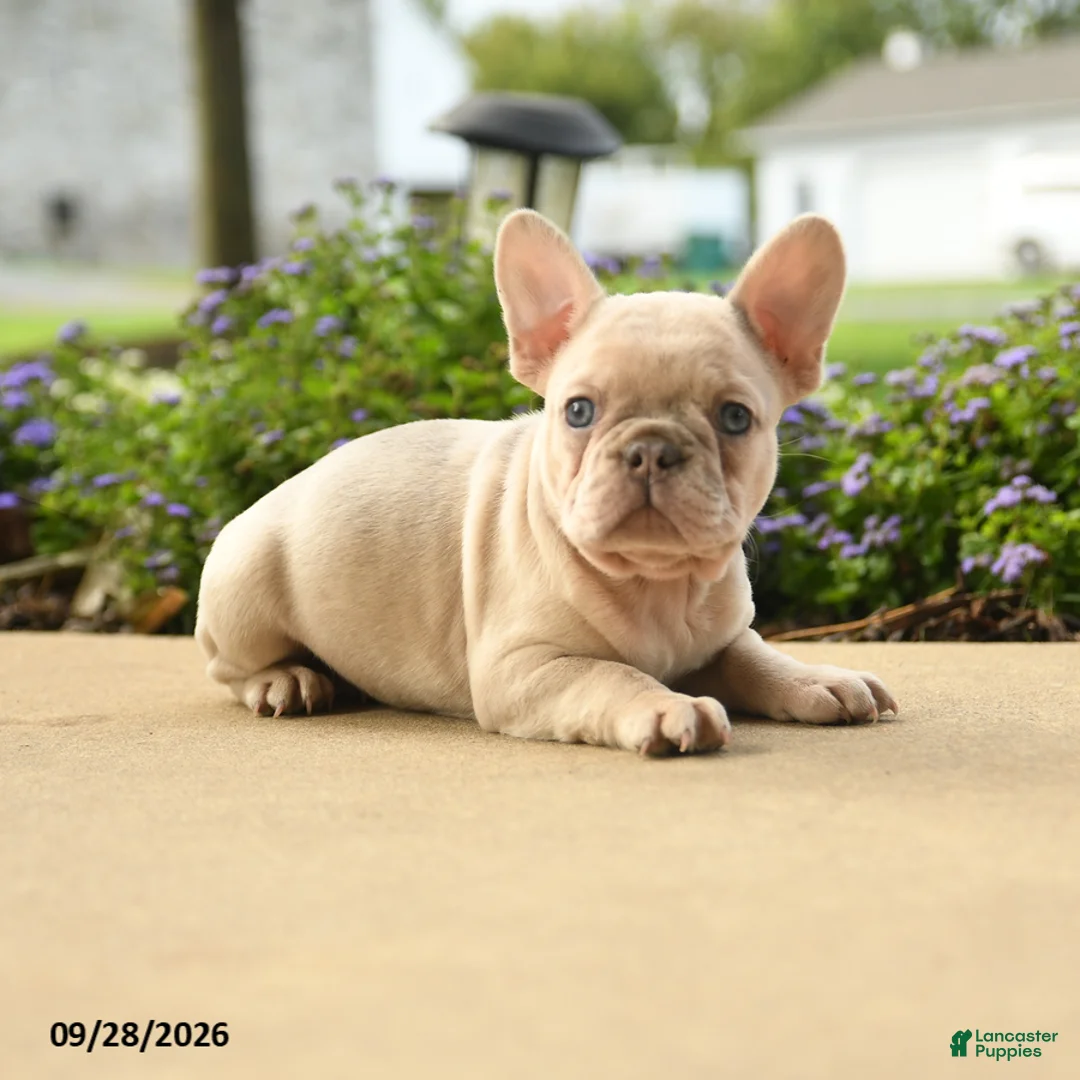 French Bulldog dogs for sale: Lola - Ad 2