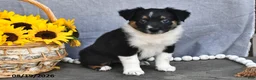 Australian Shepherd dogs for sale: Tina - Ad 4