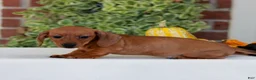 Miniature Dachshund dogs for sale: Butterscotch  - Ad 3