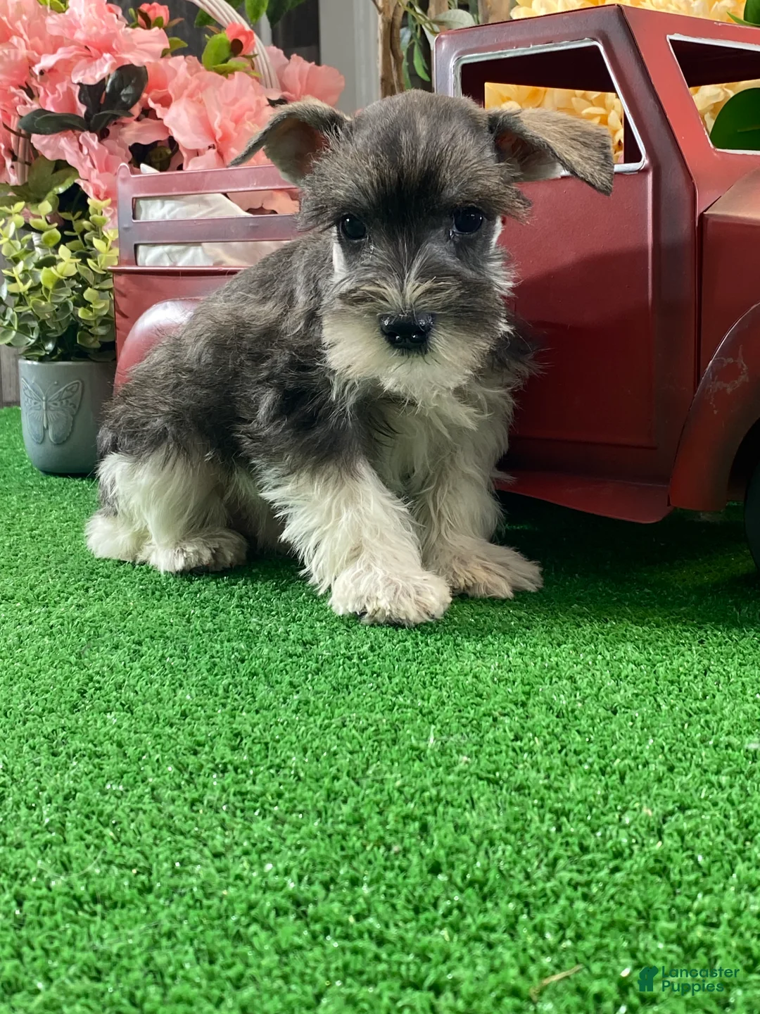 Miniature Schnauzer dogs for sale: Kirby - Ad 2