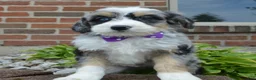 Mini Bernedoodle dogs for sale: Bailey - Ad 14