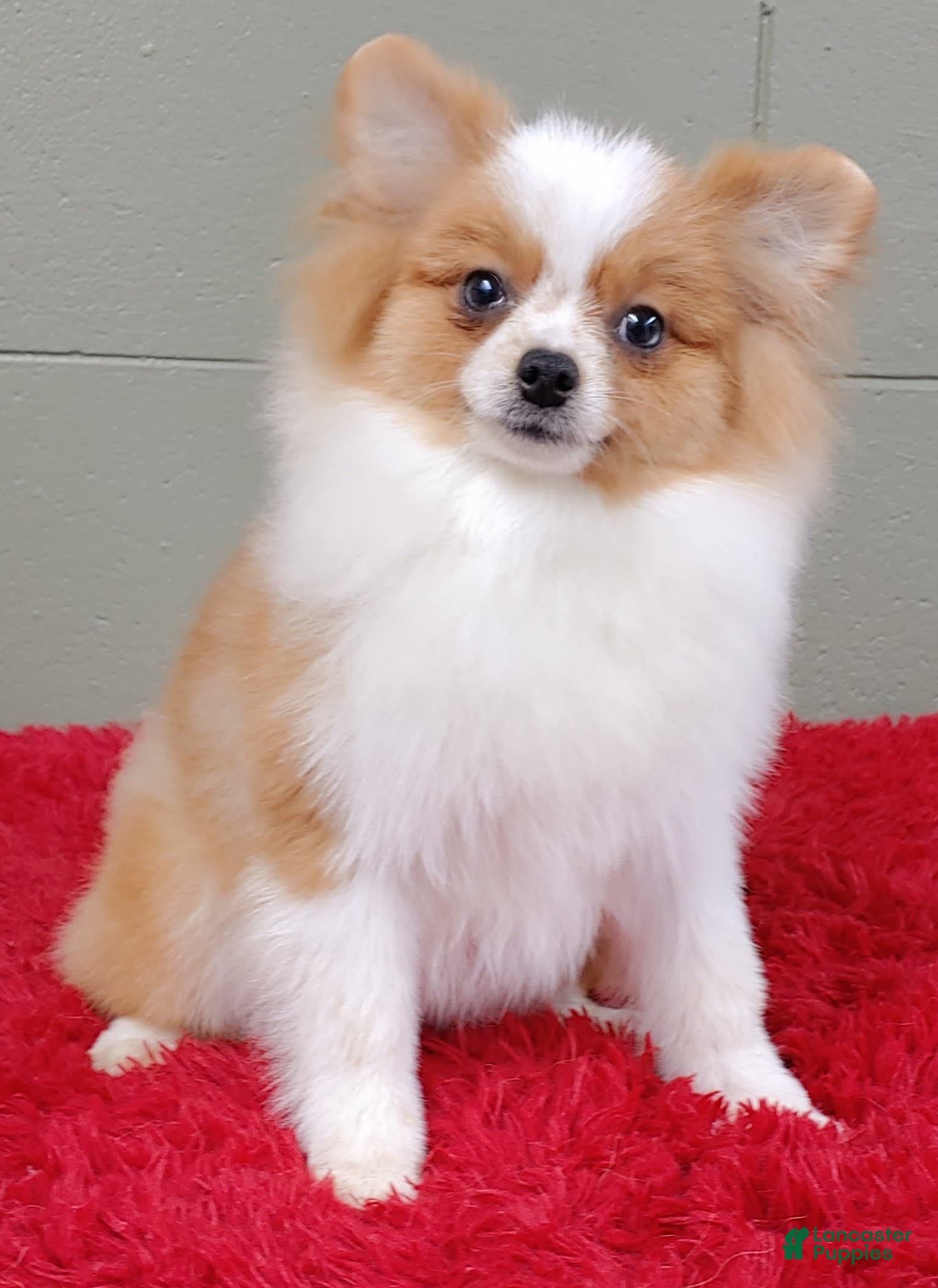 Pomeranian dogs Tinker - Ad 22