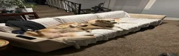 Golden Retriever dogs for sale: Red collar- Hercules  - Ad 7