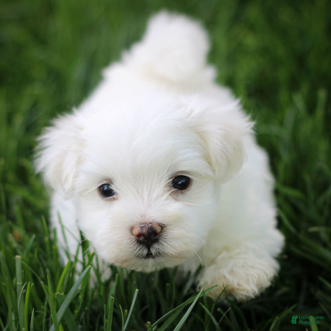 Maltese dogs for sale: Sterling - Ad 19