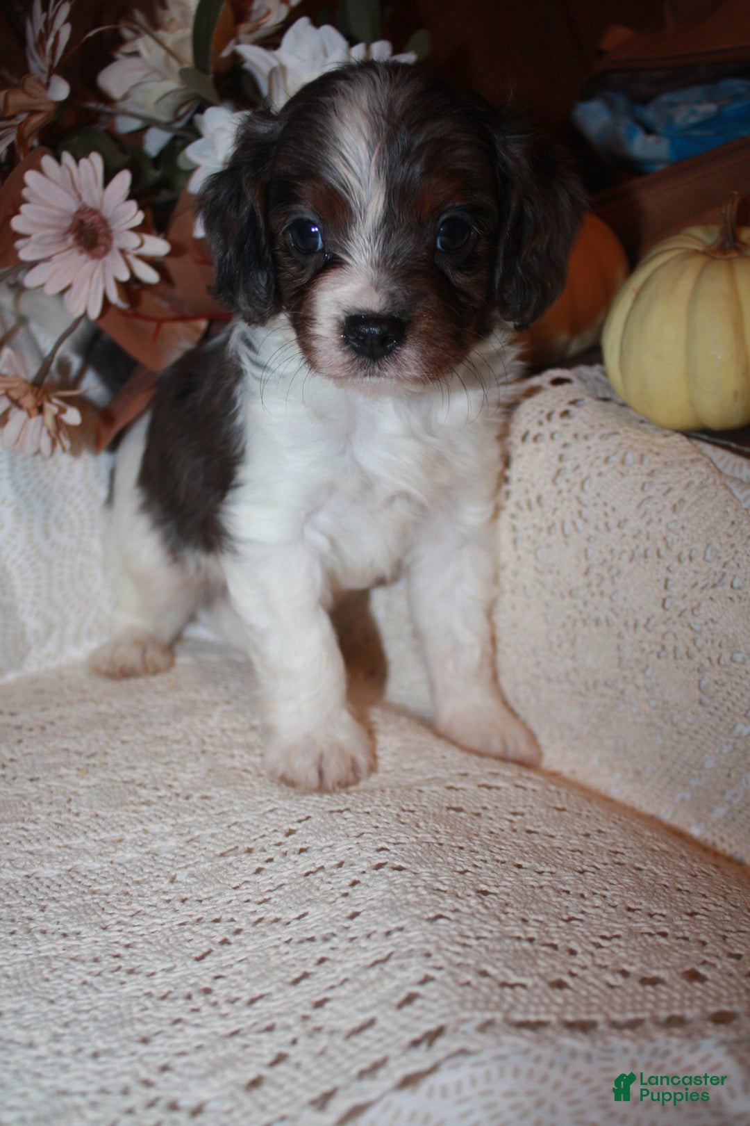 Cavapoo dogs for sale: Luke - Ad 7