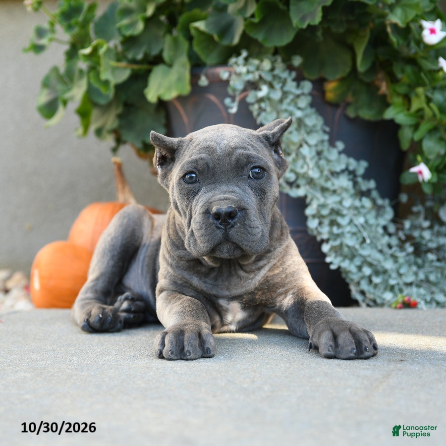 Cane Corso dogs for sale: Titus - Ad 2