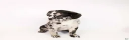 French Bulldog dogs for sale: Reema - Ad 2