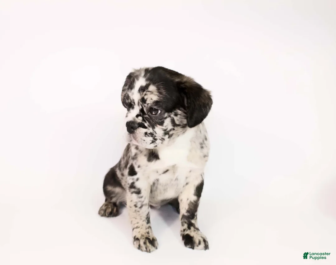 French Bulldog dogs for sale: Reema - Ad 2