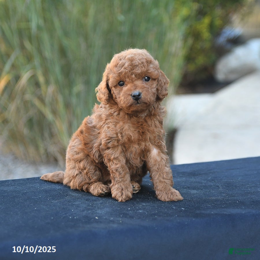 Toy Poodle Puppies for sale in Pennsylvania Lancaster Puppies