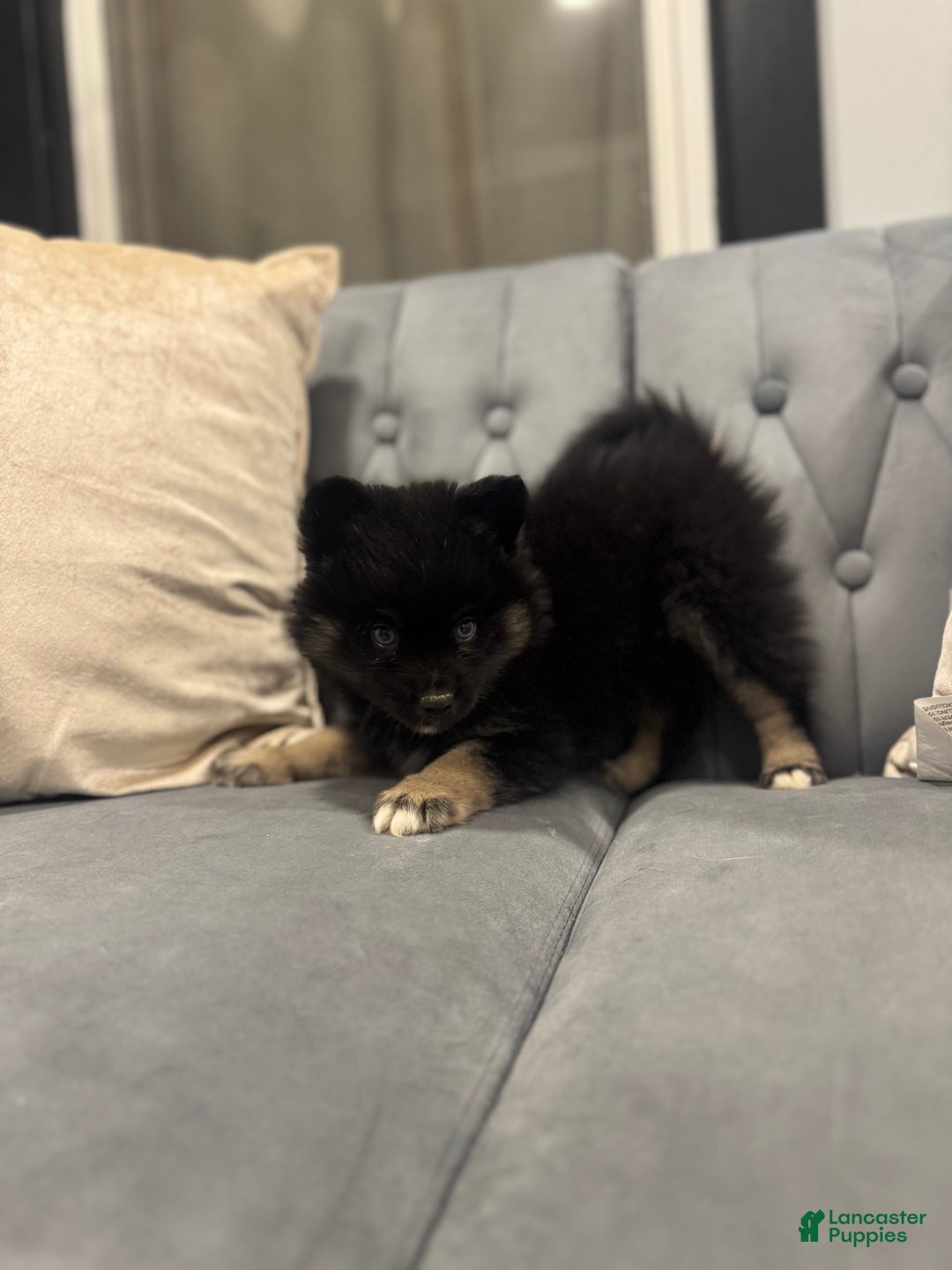 Pomsky dogs for sale: Zeus - Ad 3