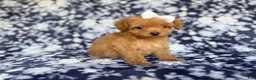 Cockapoo dogs for sale: Fergi - Ad 6