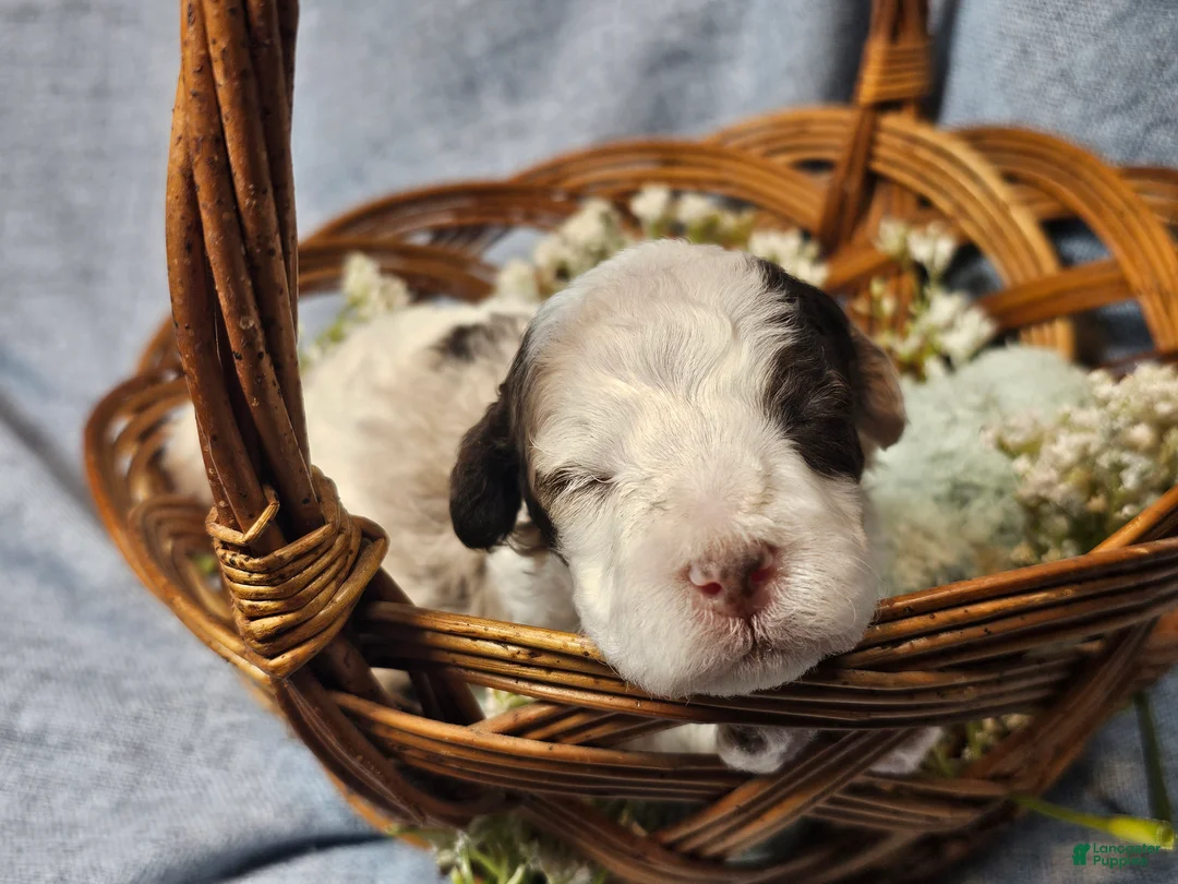 Mini Goldendoodle dogs for sale: Cider  - Ad 15