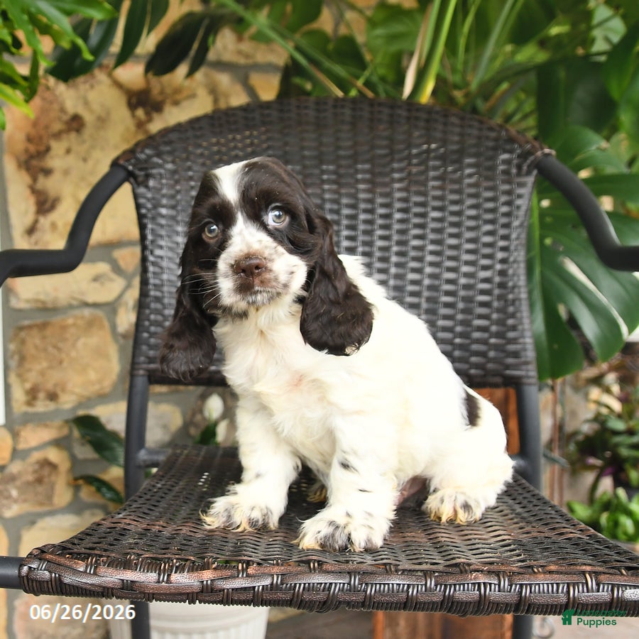 English Cocker Spaniel dogs Cowboy - Ad 2