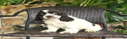 English Cocker Spaniel dogs for sale: Cowboy - Ad 2