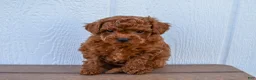 Miniature Poodle dogs for sale: Dustin 💕🐶 - Ad 1