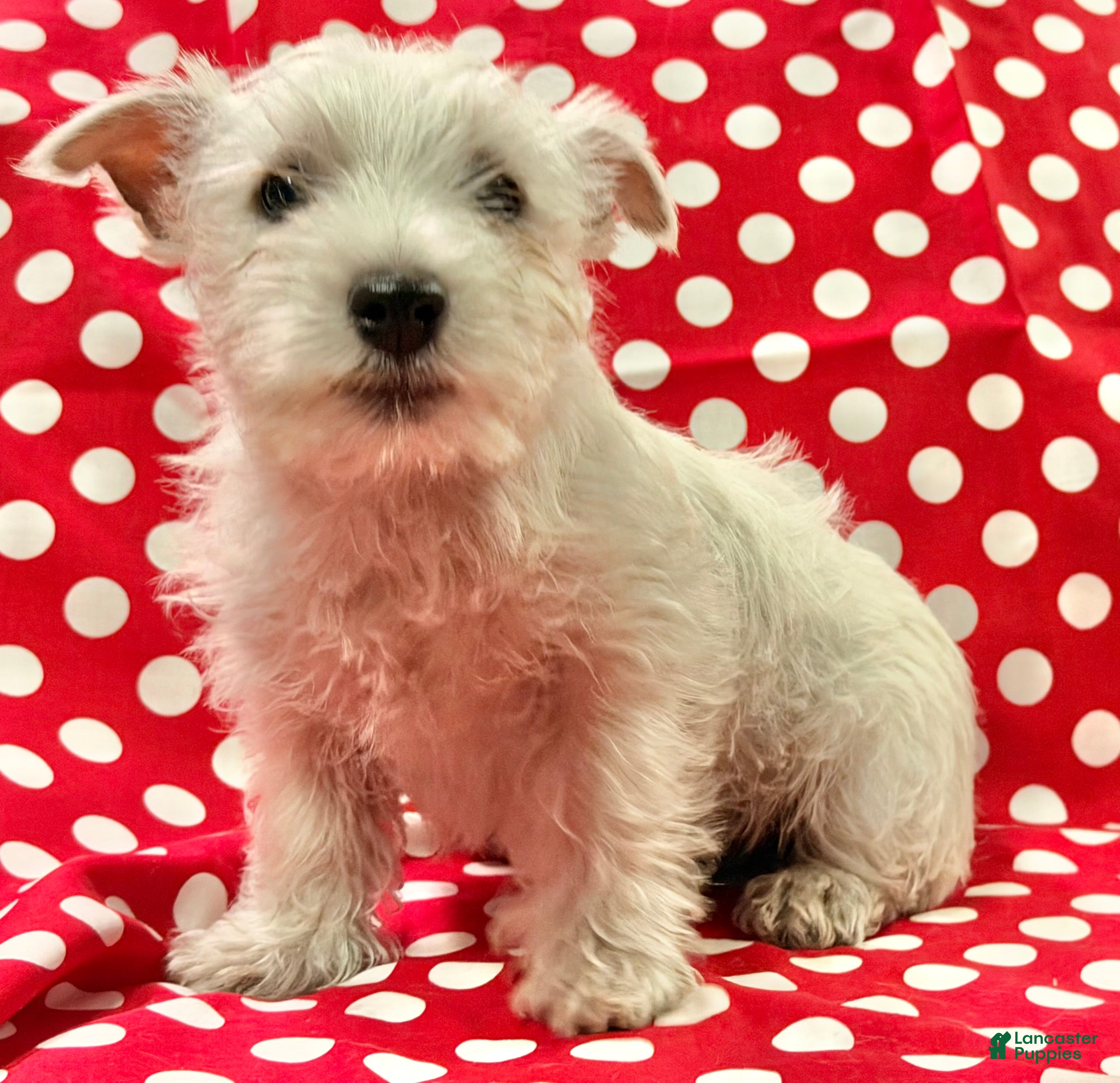West Highland Terrier dogs Tucker - Ad 1