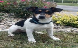 Rat Terrier dogs for sale: Bella - Image 1