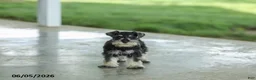 Miniature Schnauzer dogs for sale: Frazer - Ad 2
