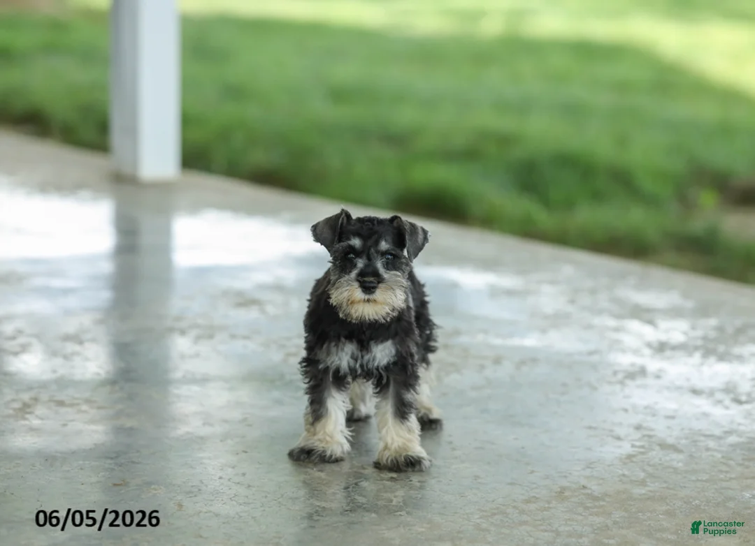 Miniature Schnauzer dogs for sale: Frazer - Ad 2