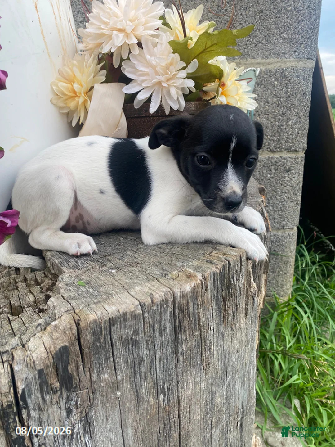 Mixed Breed dogs for sale: Smarty - Ad 2