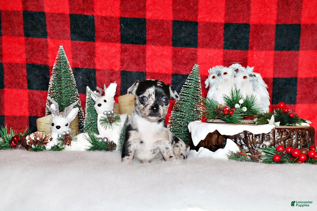 Chihuahua dogs for sale: Yukari - Ad 3