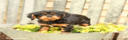 Cavalier King Charles Spaniel dogs for sale: Sunshine - Ad 4