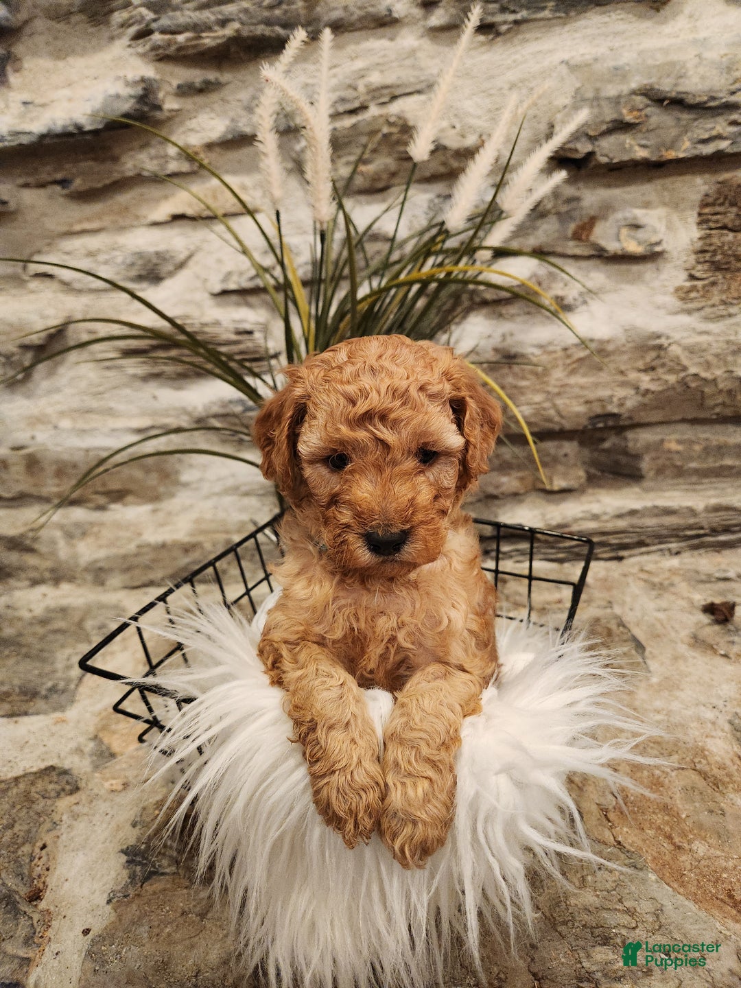 Mini Goldendoodle dogs for sale: JETT - MINI GOLDENDOODLE LOVELY PUPPY (RICHLAND, PA) - F1BB - Ad 8