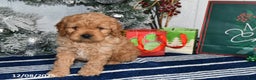 Cockapoo dogs for sale: Ranger - Ad 2