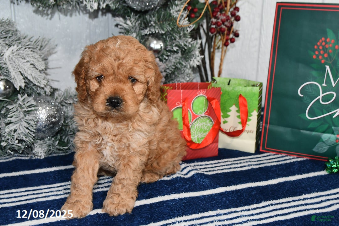 Cockapoo dogs for sale: Ranger - Ad 2
