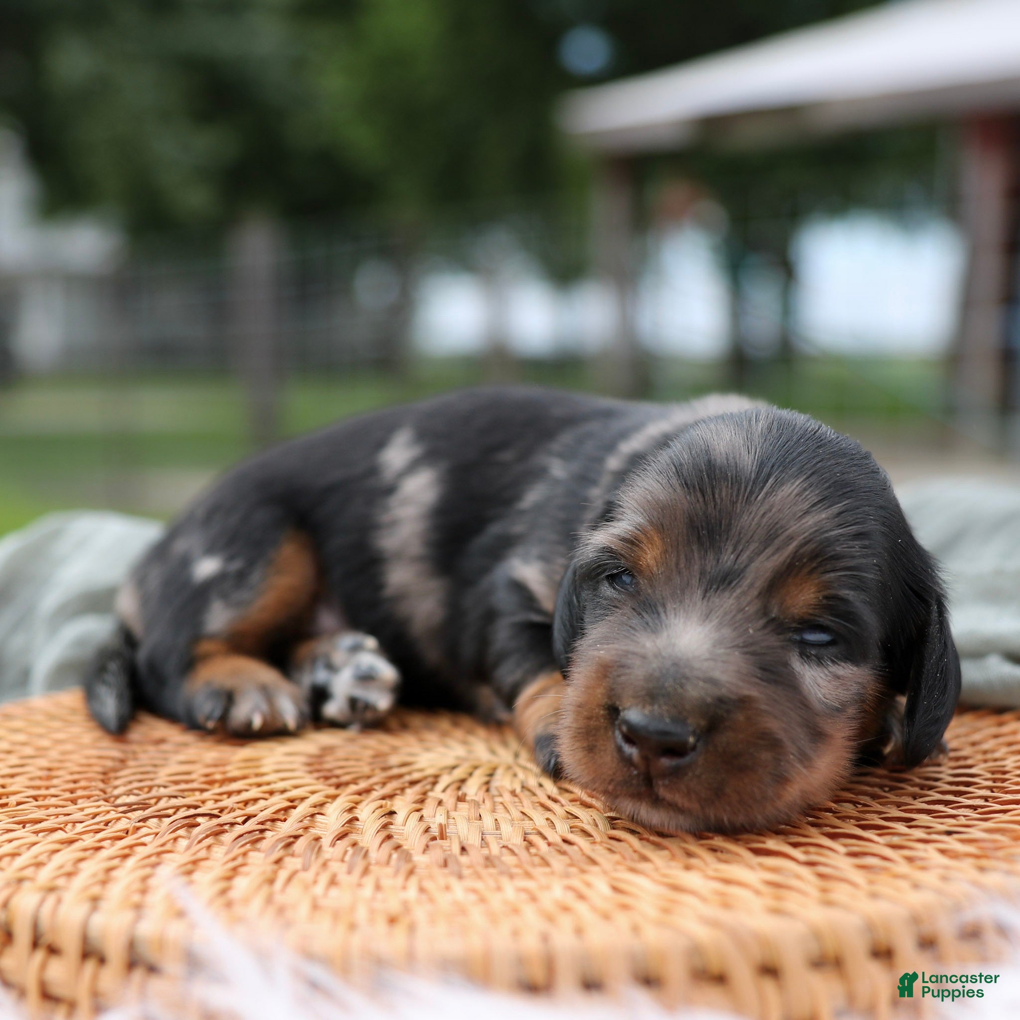 Miniature Dachshund dogs Daily Miniature Dachshund Puppy  - Ad 2