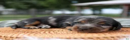Miniature Dachshund dogs for sale: Daily Miniature Dachshund Puppy  - Ad 2