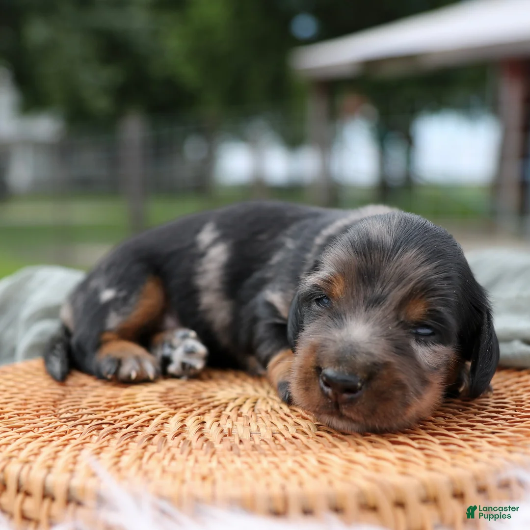 Miniature Dachshund dogs for sale: Daily Miniature Dachshund Puppy  - Ad 2