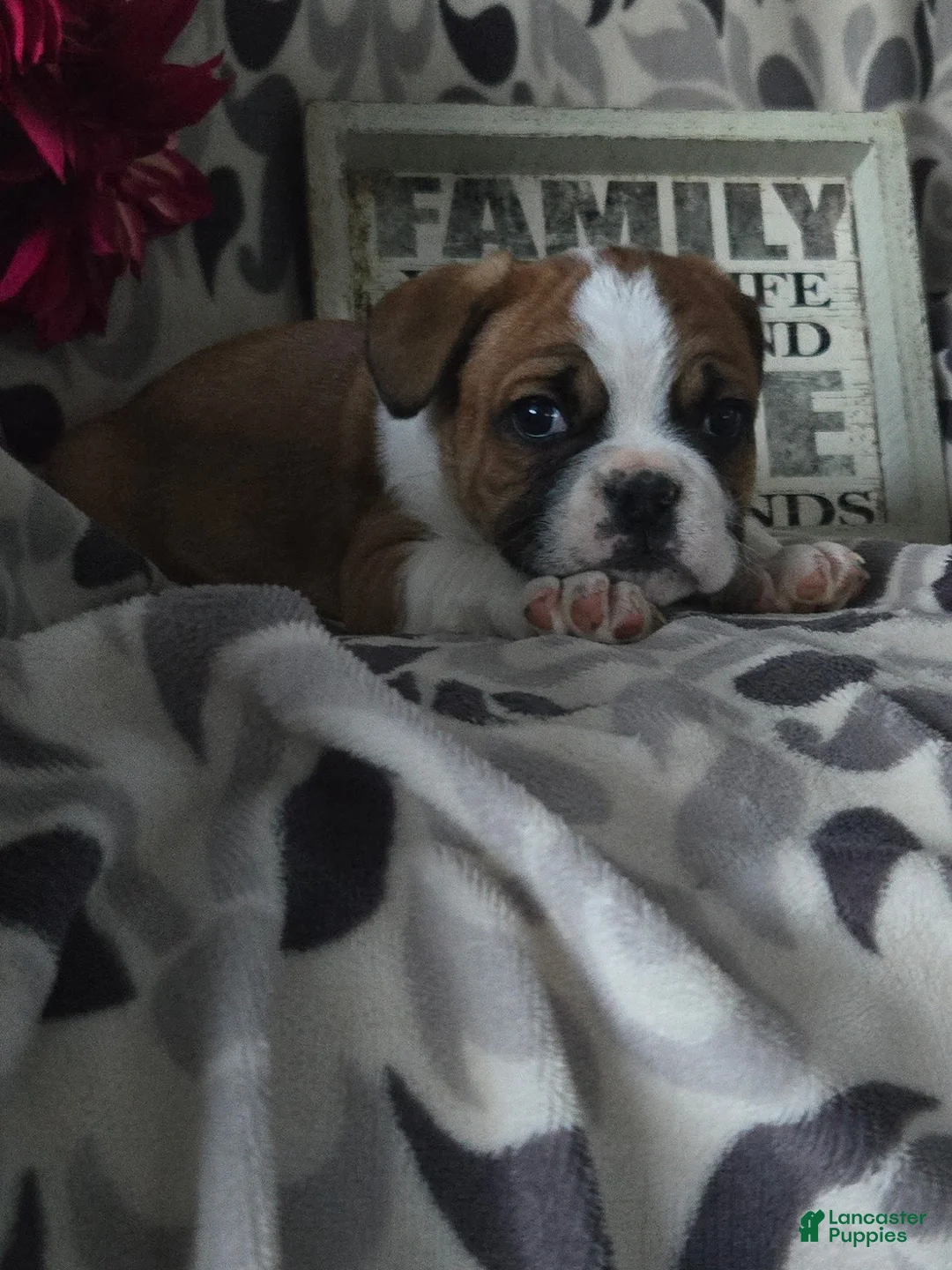 Mixed Breed dogs for sale: Charles - Ad 7