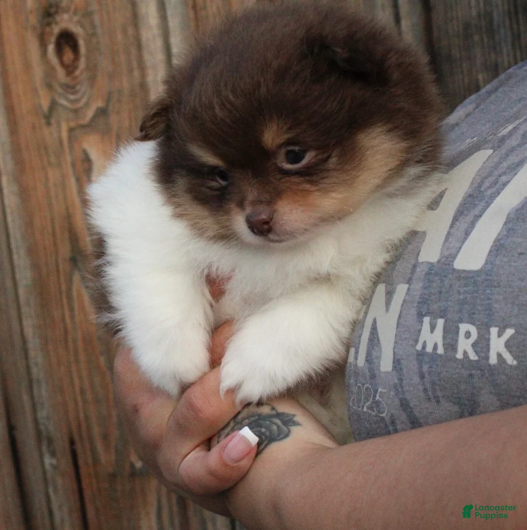Pomeranian dogs for sale: Pomeranian Puppy 2 - Ad 3
