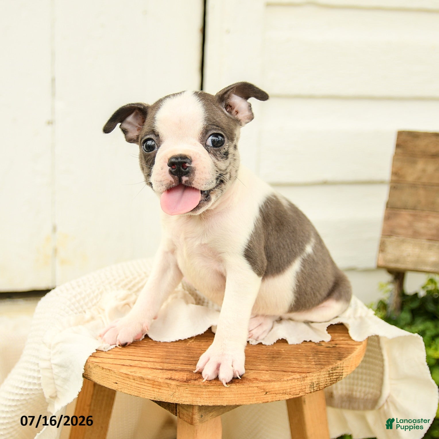 Boston Terrier dogs Caleb - Ad 1