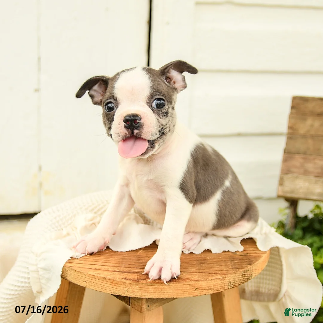Boston Terrier dogs for sale: Caleb - Ad 1