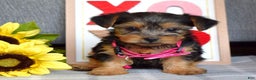 Yorkshire Terrier dogs for sale: Haddie - Ad 12