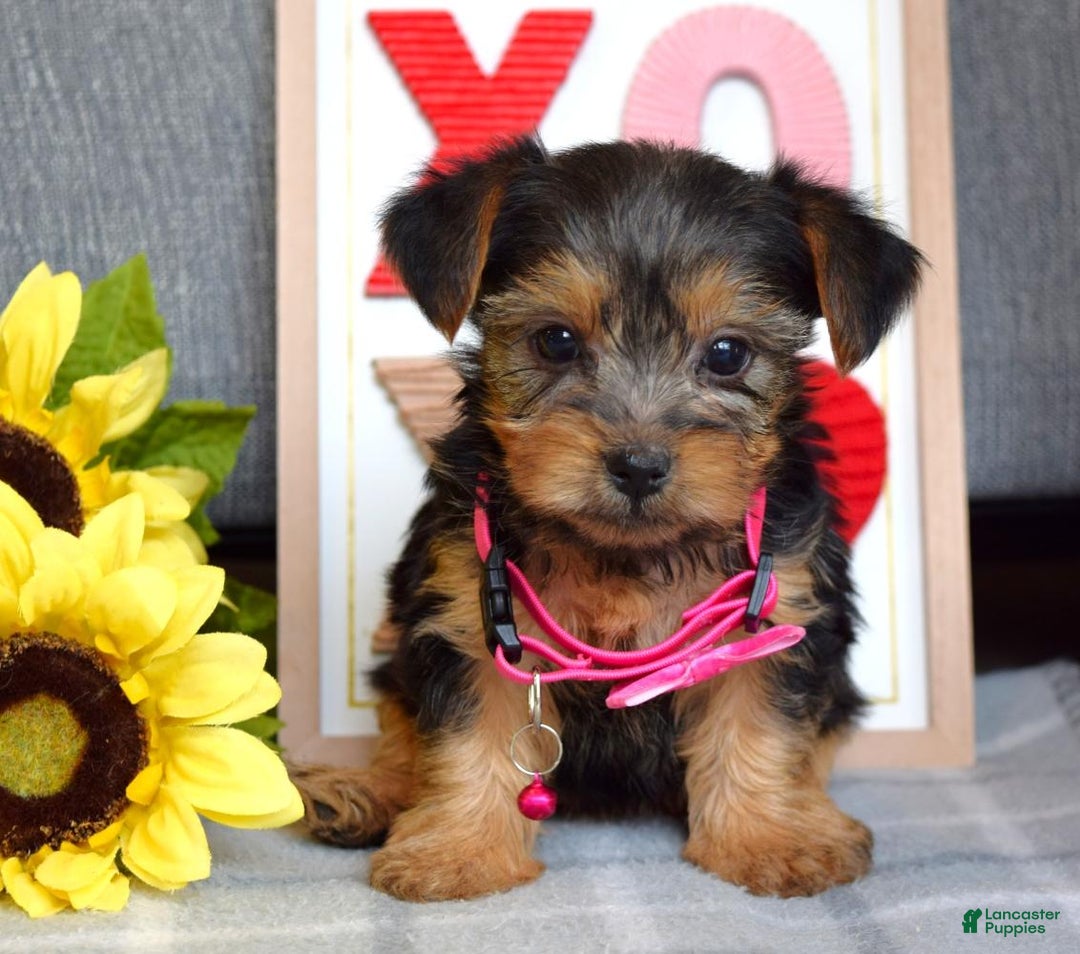 Yorkshire Terrier dogs for sale: Haddie - Ad 12