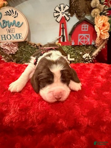 English Springer Spaniel dogs for sale: Hot Pink collar - Ad 1