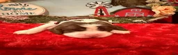 English Springer Spaniel dogs for sale: Hot Pink collar - Ad 1