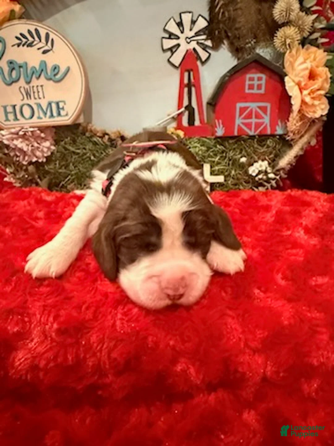 English Springer Spaniel dogs for sale: Hot Pink collar - Ad 1