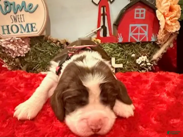 English Springer Spaniel dogs for sale: Hot Pink collar - Ad 1