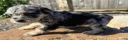 Schnoodle dogs for sale: Sonia - Ad 3