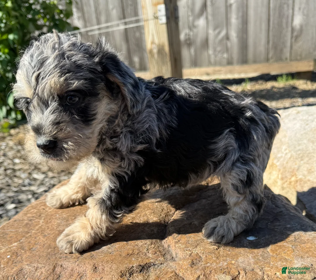 Schnoodle dogs for sale: Sonia - Ad 3