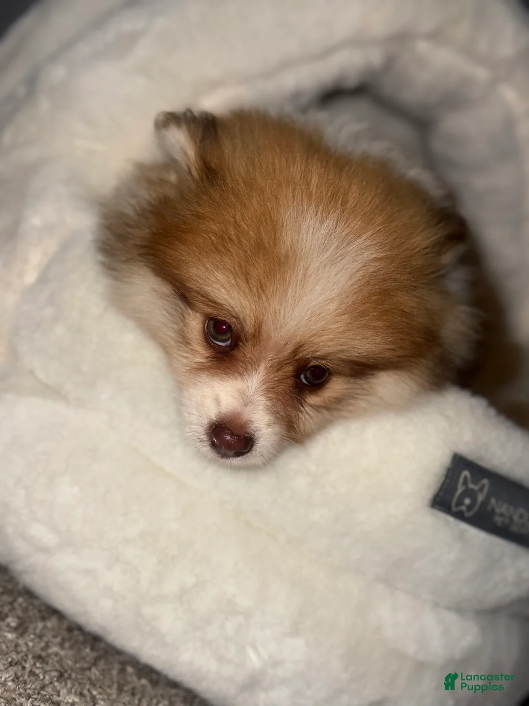 Pomeranian dogs for sale: Pomeranian Puppy 1 - Ad 2