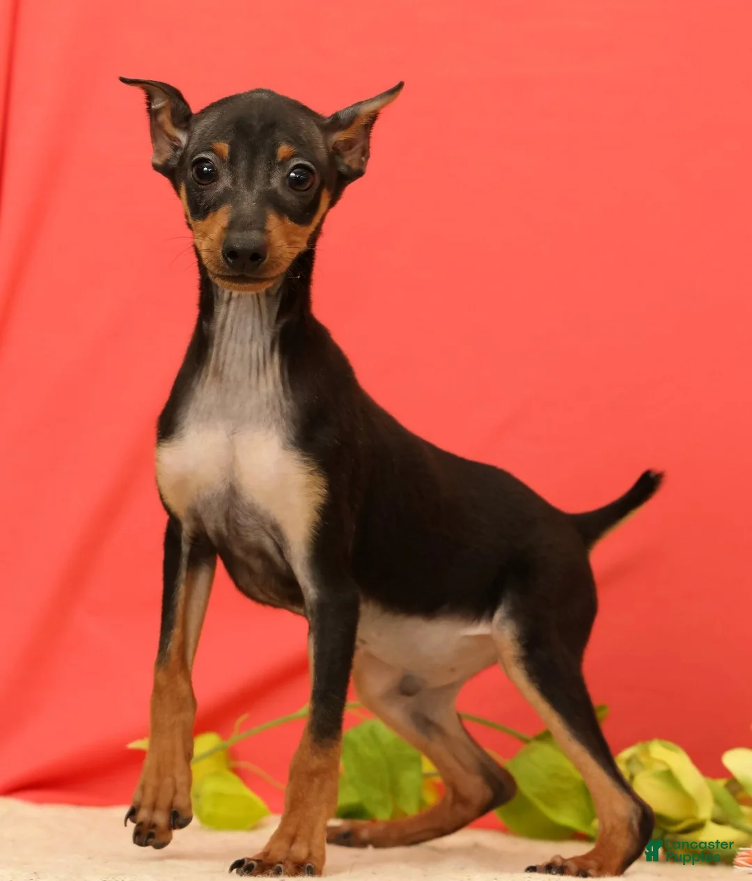 Miniature Pinscher dogs for sale: Emery - Ad 2