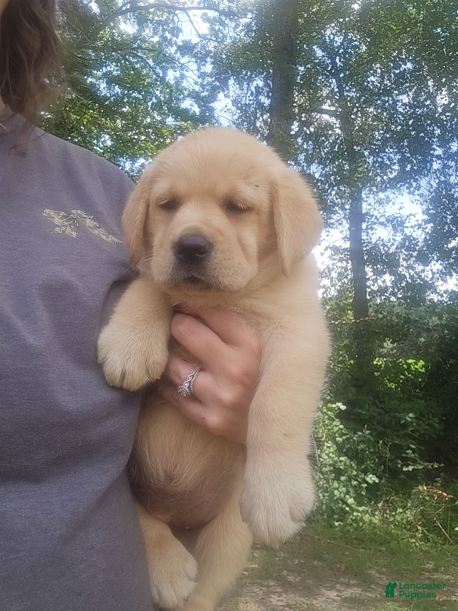 Labrador Retriever dogs Labrador Retriever 2 - Ad 24