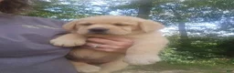Labrador Retriever dogs for sale: Labrador Retriever 2 - Ad 1