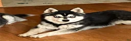 Alaskan Klee Kai dogs for sale: Alaskan Klee Kai Puppy 1 - Ad 6