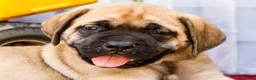 English Mastiff dogs for sale: Marco - Ad 2